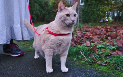 Moving tips: Moving house with pets